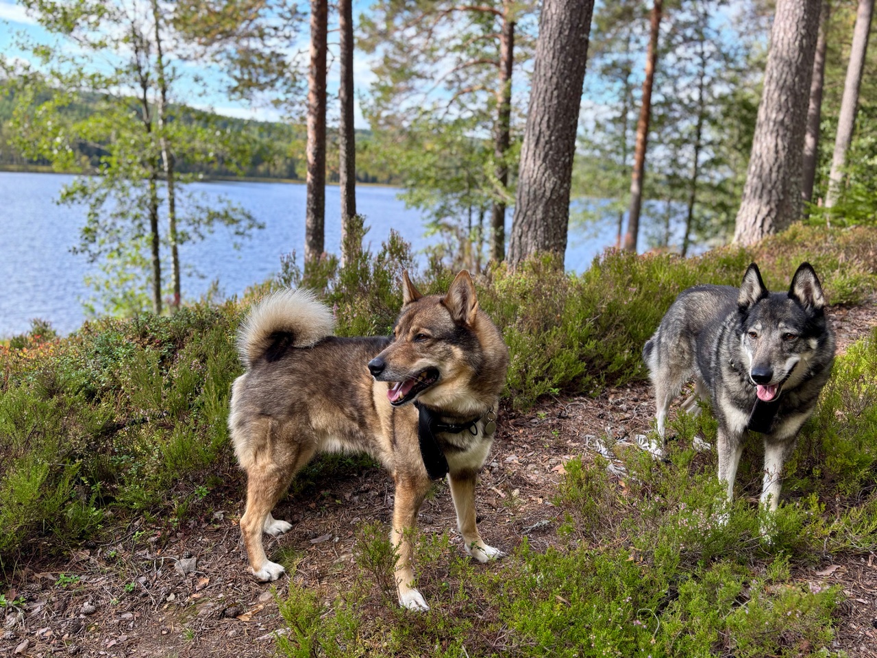 West Siberian Laikas