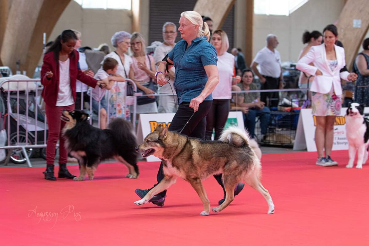 National Dogshow in Saulieu