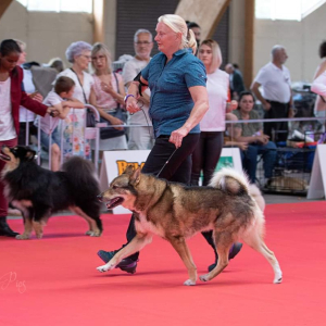 National Dogshow in Saulieu