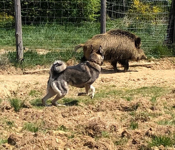 TAN Chasse and Regional dogshow at Montfalcon