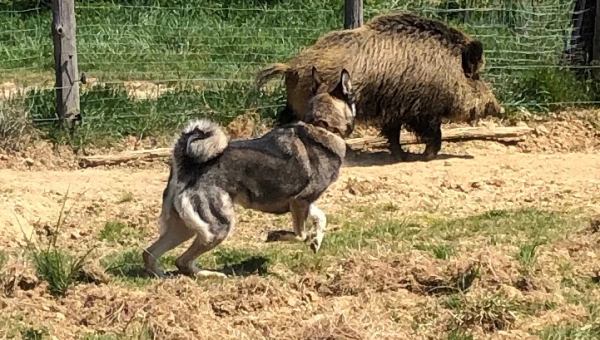 TAN Chasse and Regional dogshow at Montfalcon